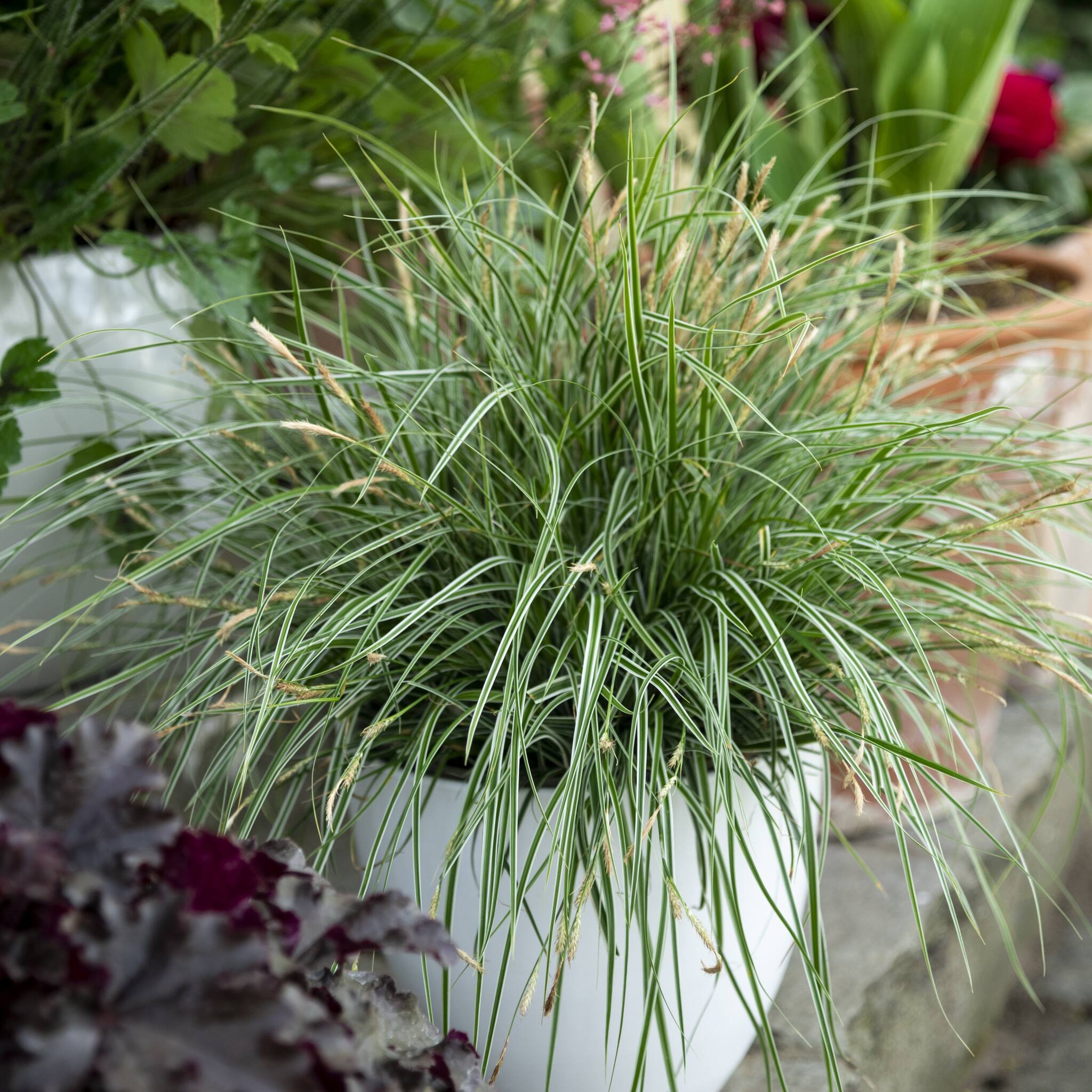Turzyca oszimska 'Everest'