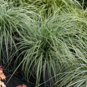 Turzyca oszimska 'Everest’ – Carex oshimensis 'Everest’ (P9)