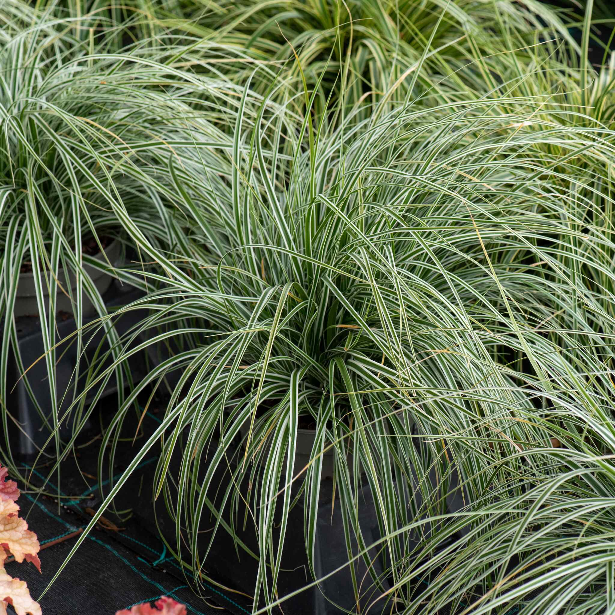 Turzyca oszimska 'Everest'