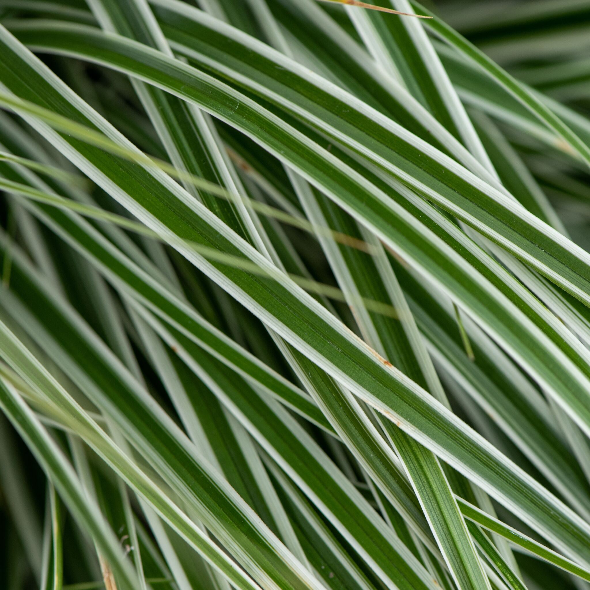 Turzyca oszimska 'Everest'