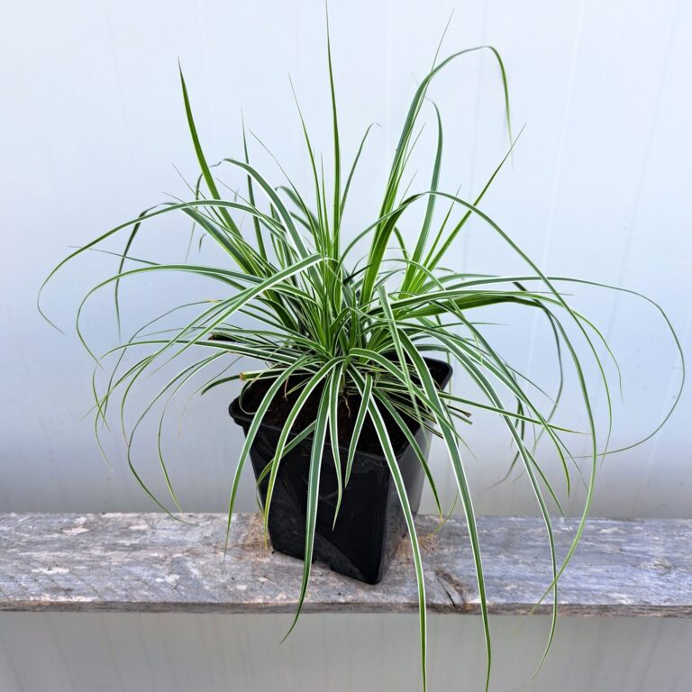Turzyca oszimska 'Everest'
