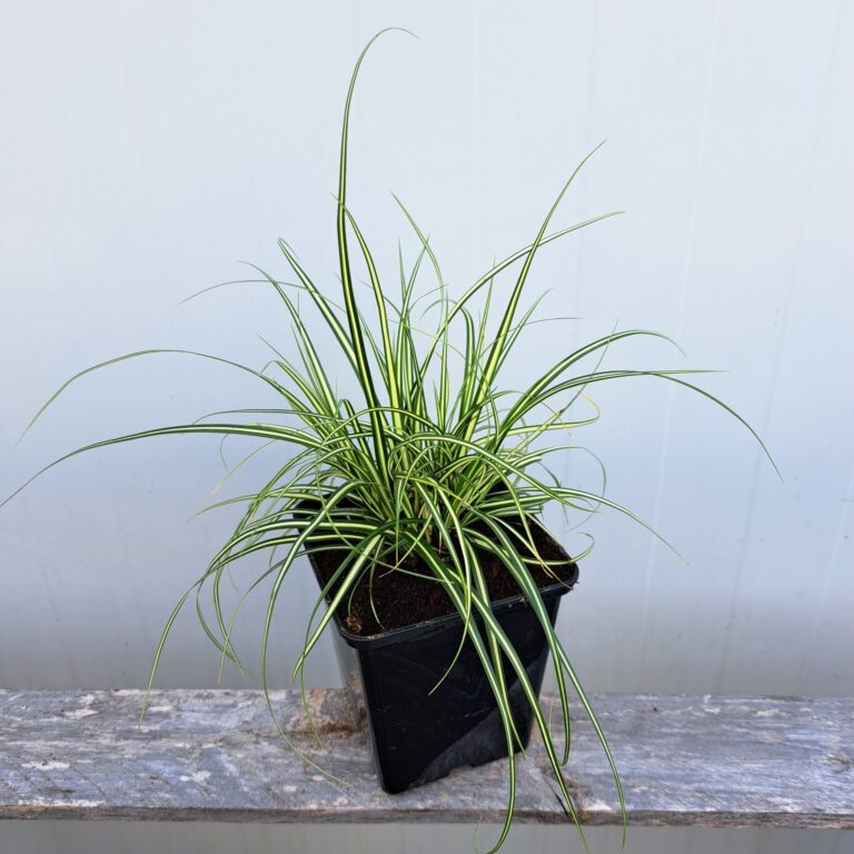 Turzyca oszimska 'Moonlight'