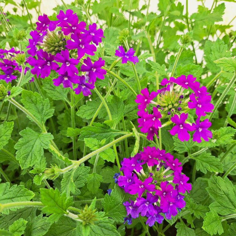 Werbena kanadyjska 'Homestead Purple'