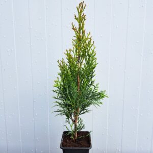 Żywotnik zachodni ‘Smaragd’ – Thuja occidentalis ‘Smaragd’ (P9)