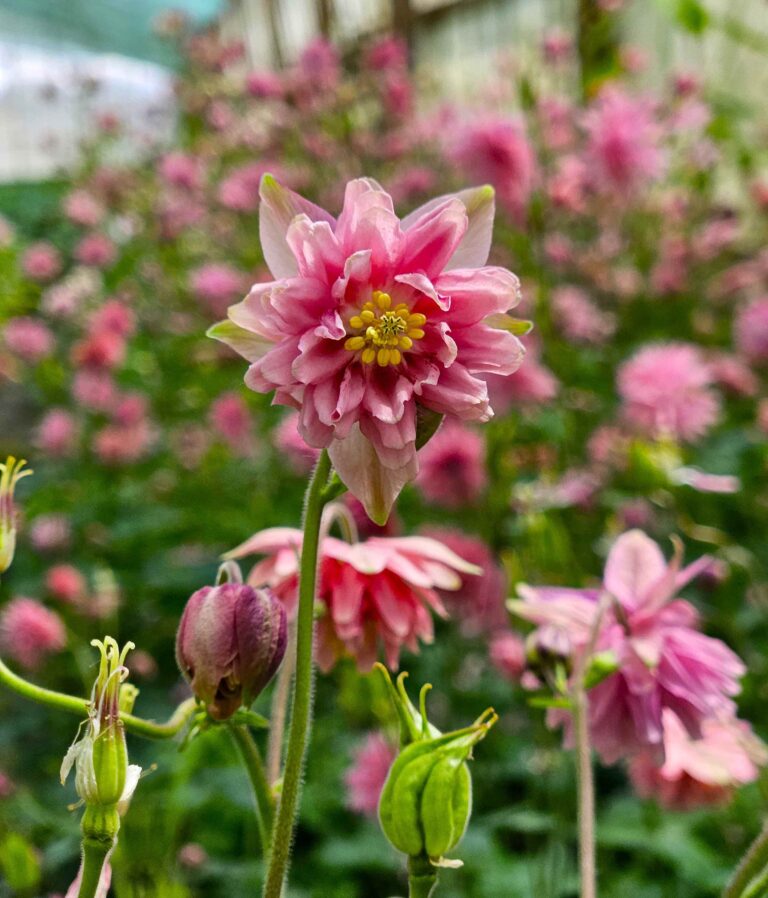 Orlik pospolity ‘Rose Barlow’