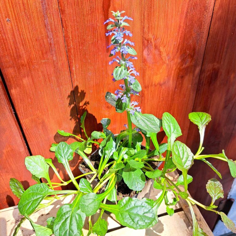 Dąbrówka rozłogowa 'Atropurpurea'