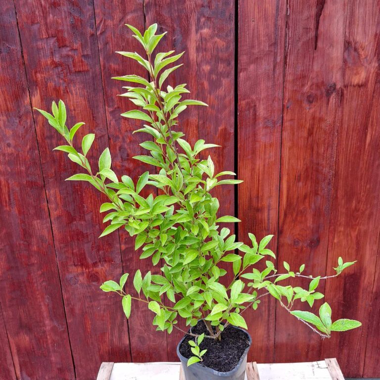 Forsycja pośrednia 'Era'