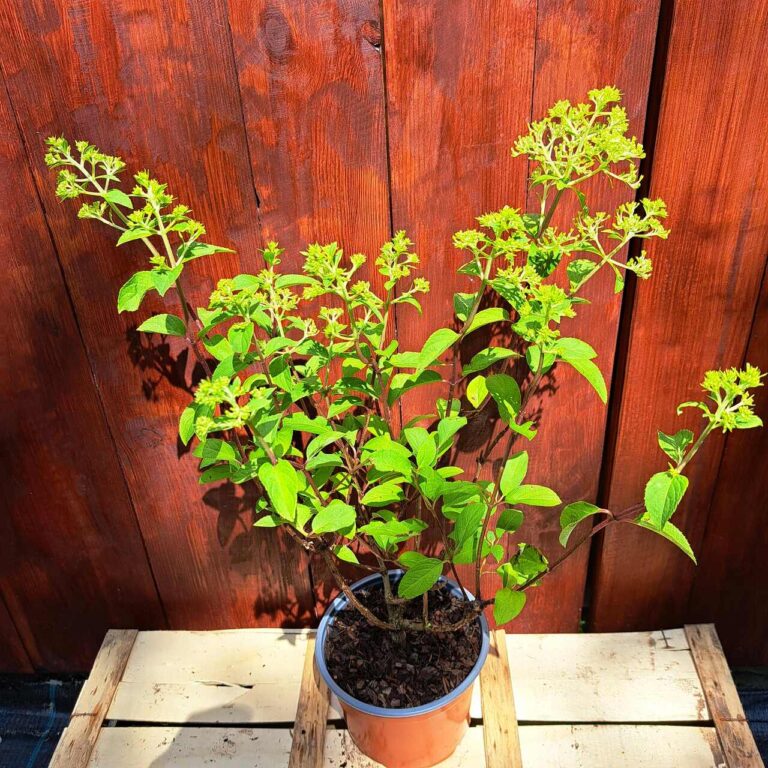 Hortensja bukietowa 'Bobo'