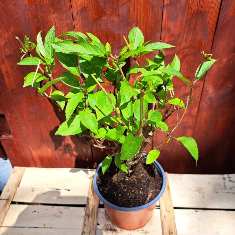 Hortensja bukietowa 'Skyfall'