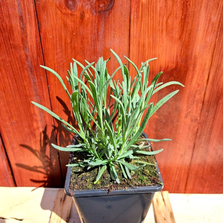 Lawenda pośrednia 'Phenomenal'