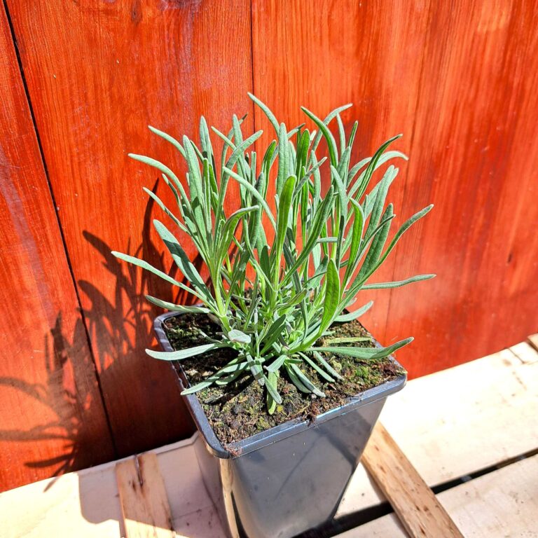 Lawenda pośrednia 'Phenomenal'