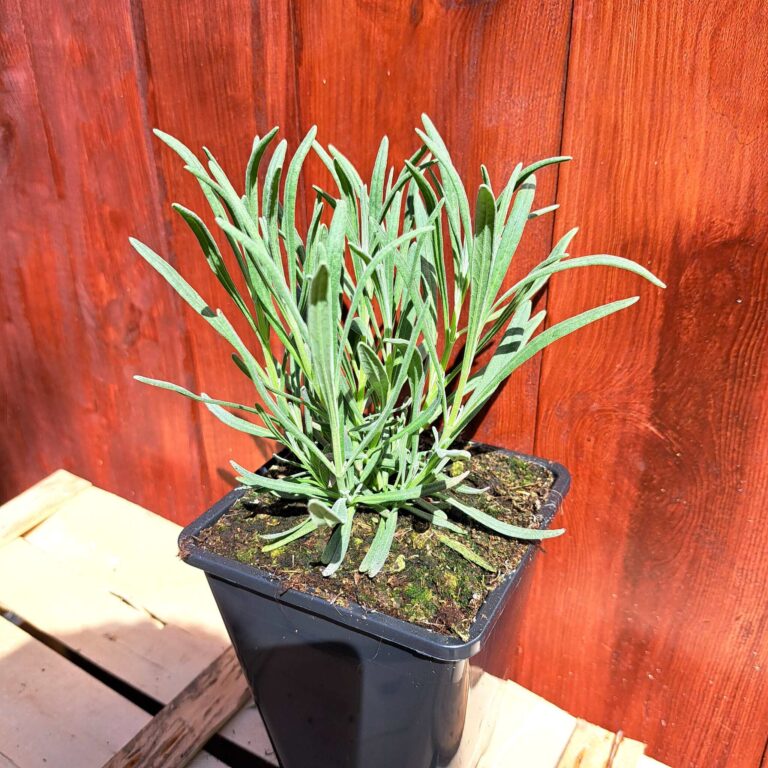 Lawenda pośrednia 'Phenomenal'