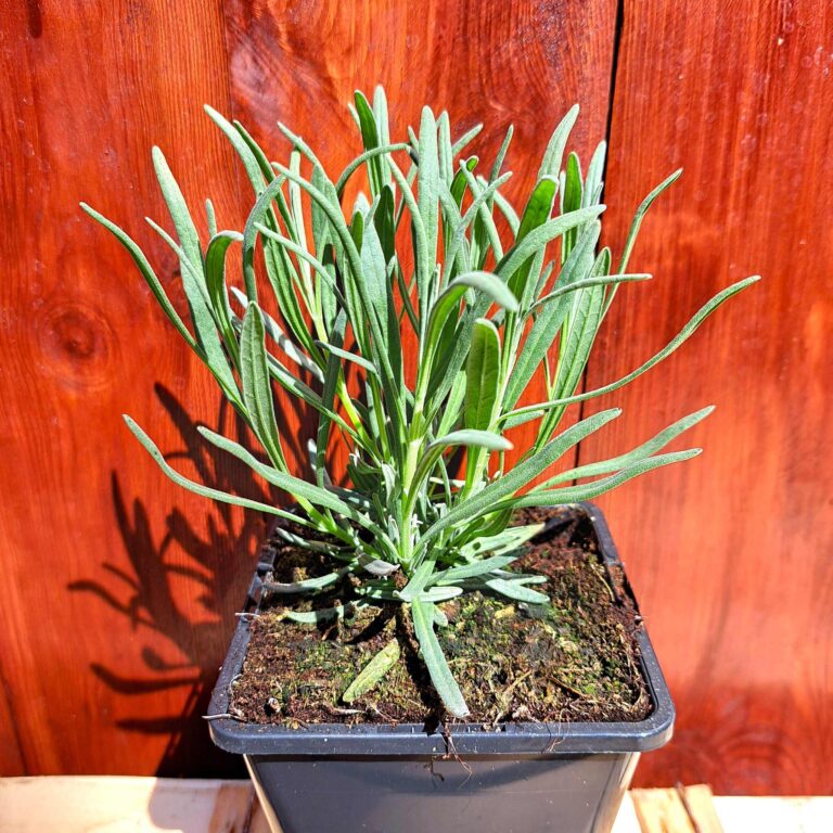 Lawenda pośrednia 'Phenomenal' P11