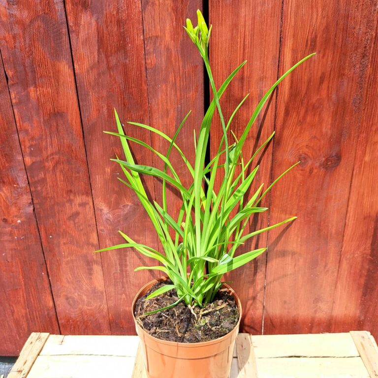 Liliowiec 'Blue Sheen'