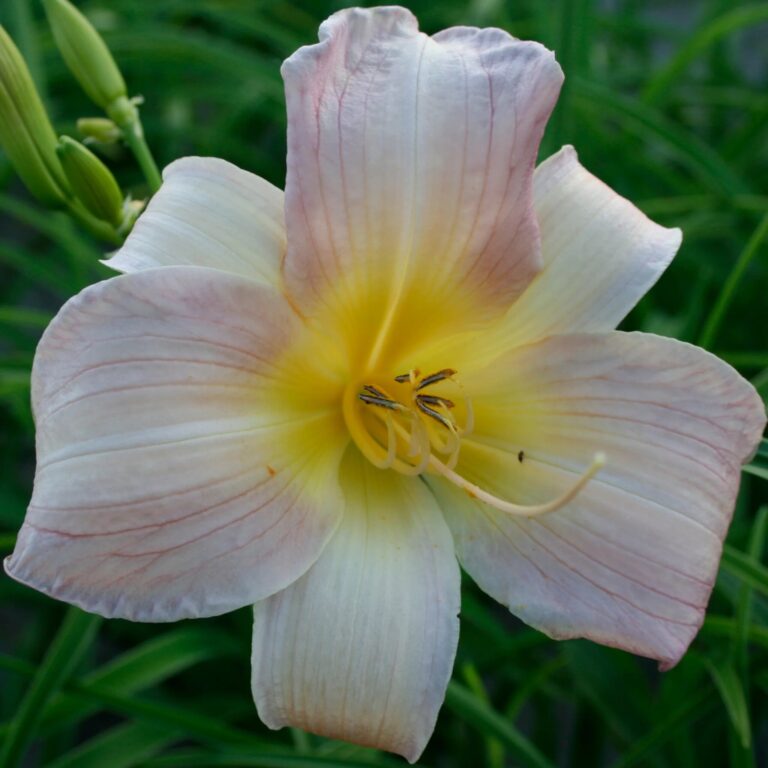 Liliowiec 'Catherine woodbury'