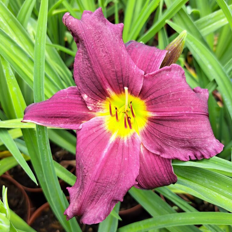 Liliowiec 'Grape Velvet'
