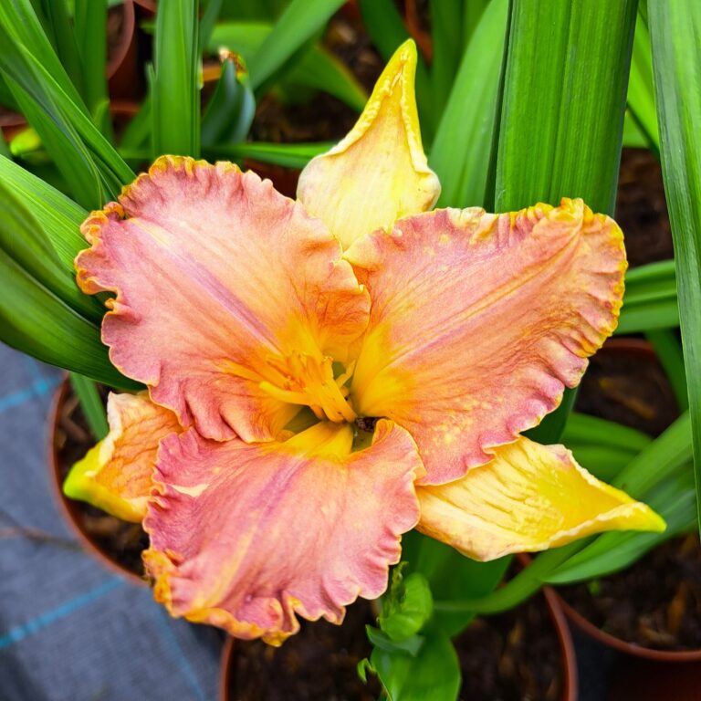 Liliowiec 'Spacecoast Starburst'