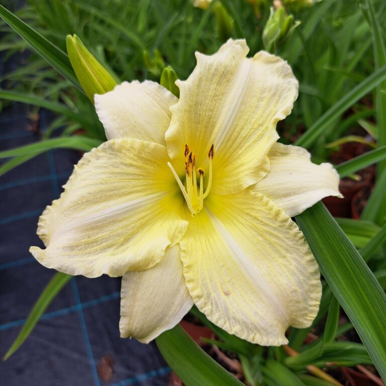 Liliowiec 'White Temptation'