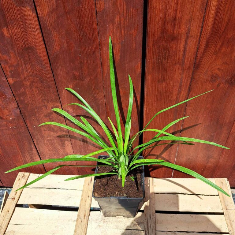 Liriope szafirkowe 'Monroe White'