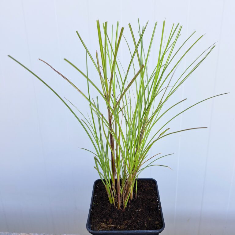 Miskant chiński 'Gracillimus'