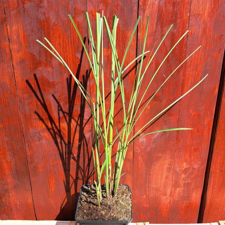 Miskant chiński 'Gracillimus'