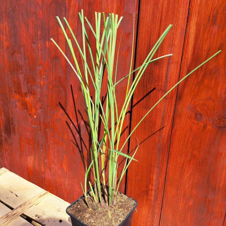 Miskant chiśkki 'Gracillimus'