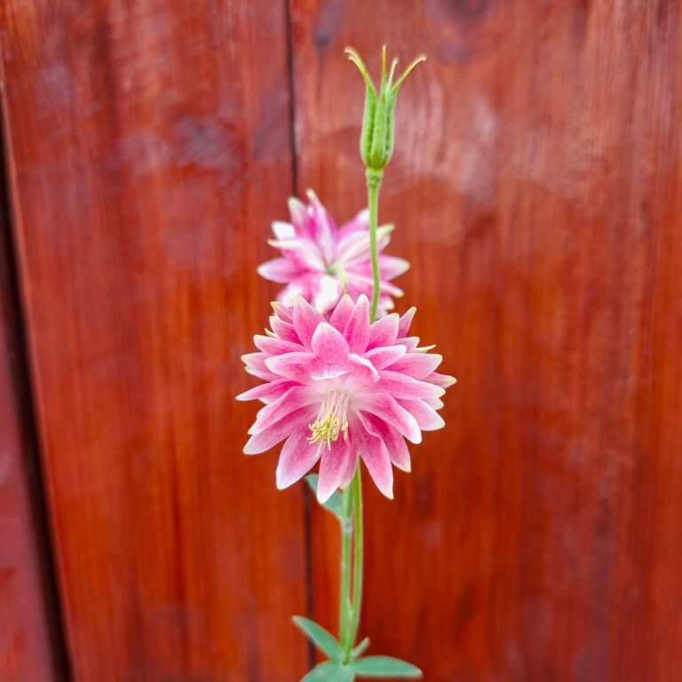 Orlik pospolity 'Rose Barlow'