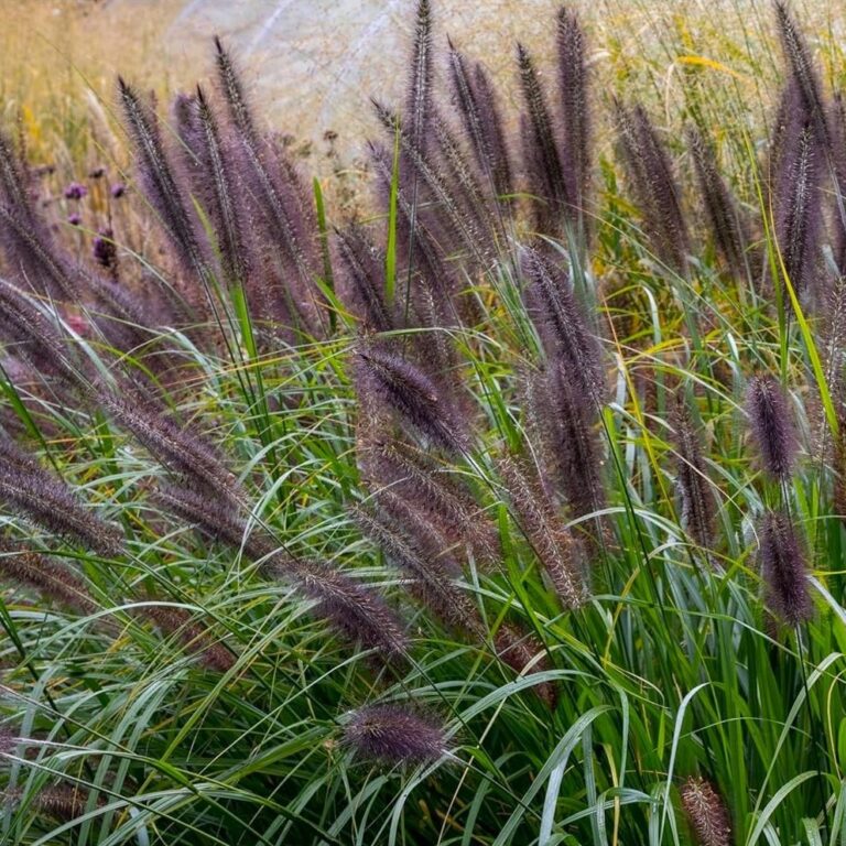 Pennisetum alopecuroides 'Black beauty'