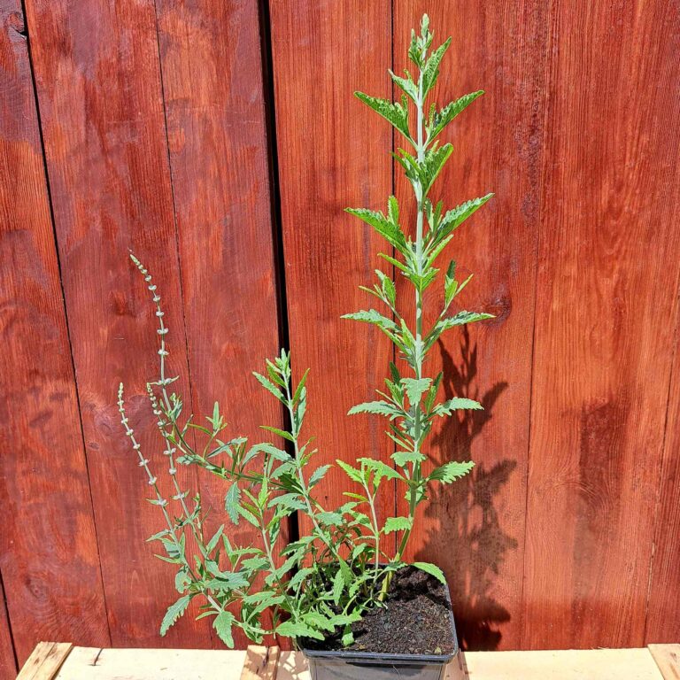 Perovskia łobodolistna 'Jelena'