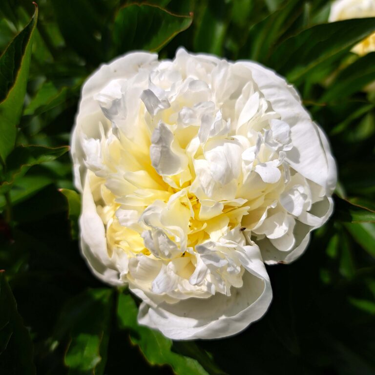 Piwonia chińska 'Duchesse de Nemours'