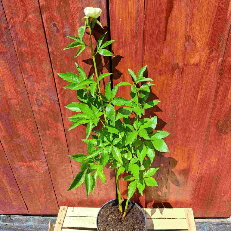Piwonia chińska 'Duchesse de Nemours'
