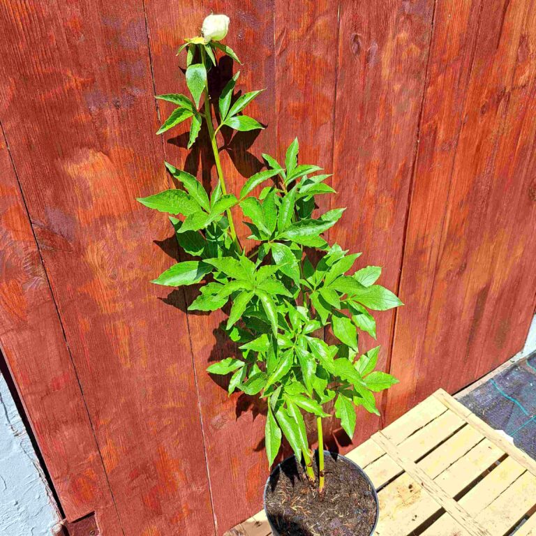 Piwonia chińska 'Duchesse de Nemours'