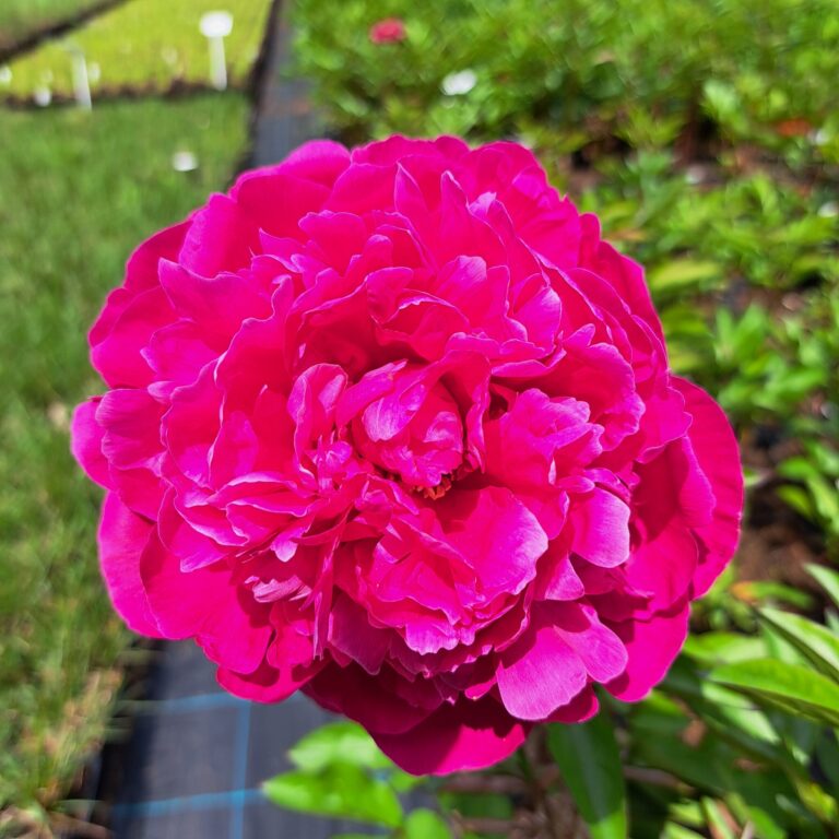 Piwonia chińska 'Red Sarah Bernhardt'