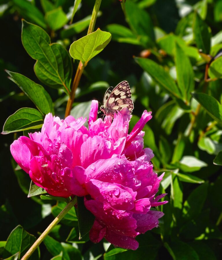 Piwonia chińska 'Red Sarah Bernhardt'