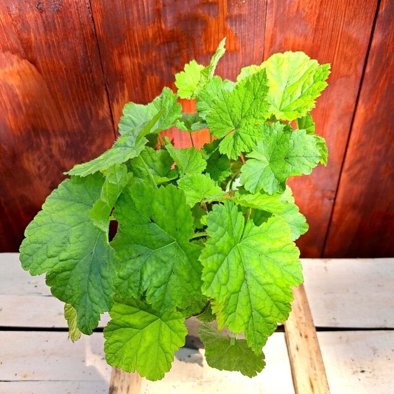 Tiarella sercolistna