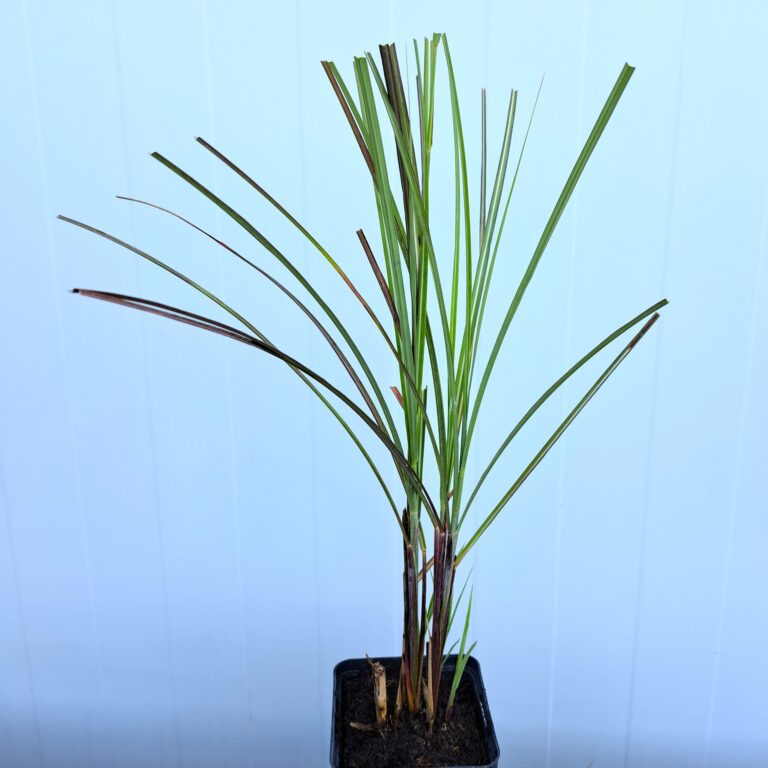 Miskant chiński 'Graziella'