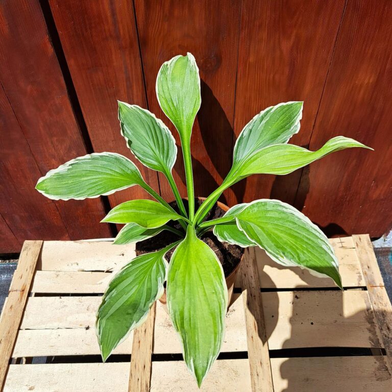 Hosta 'Albomarginata'
