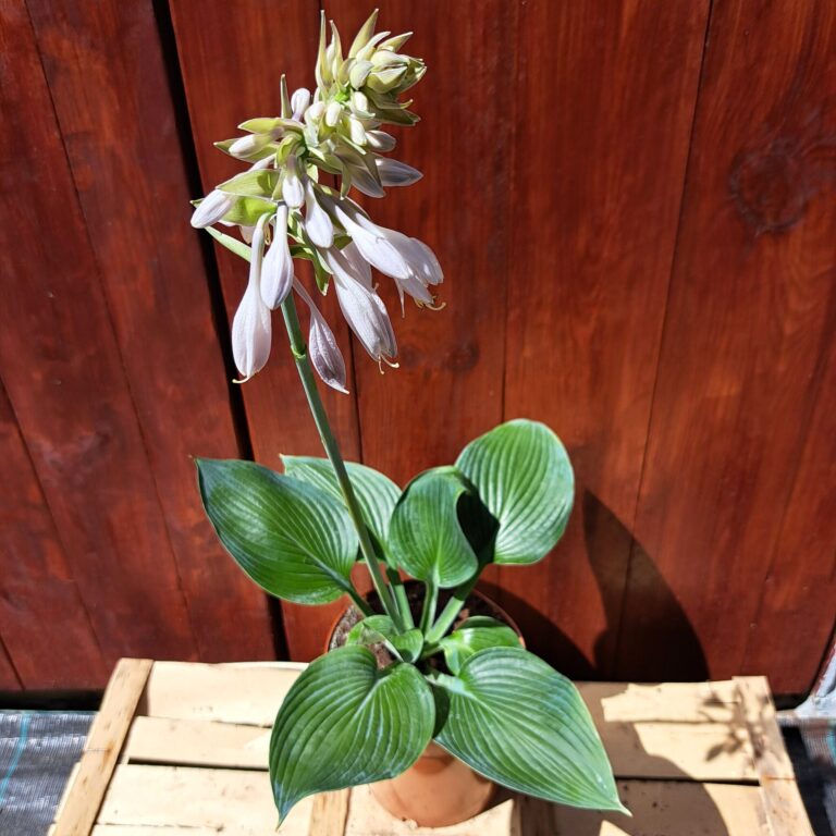 Hosta 'Blue Angel'