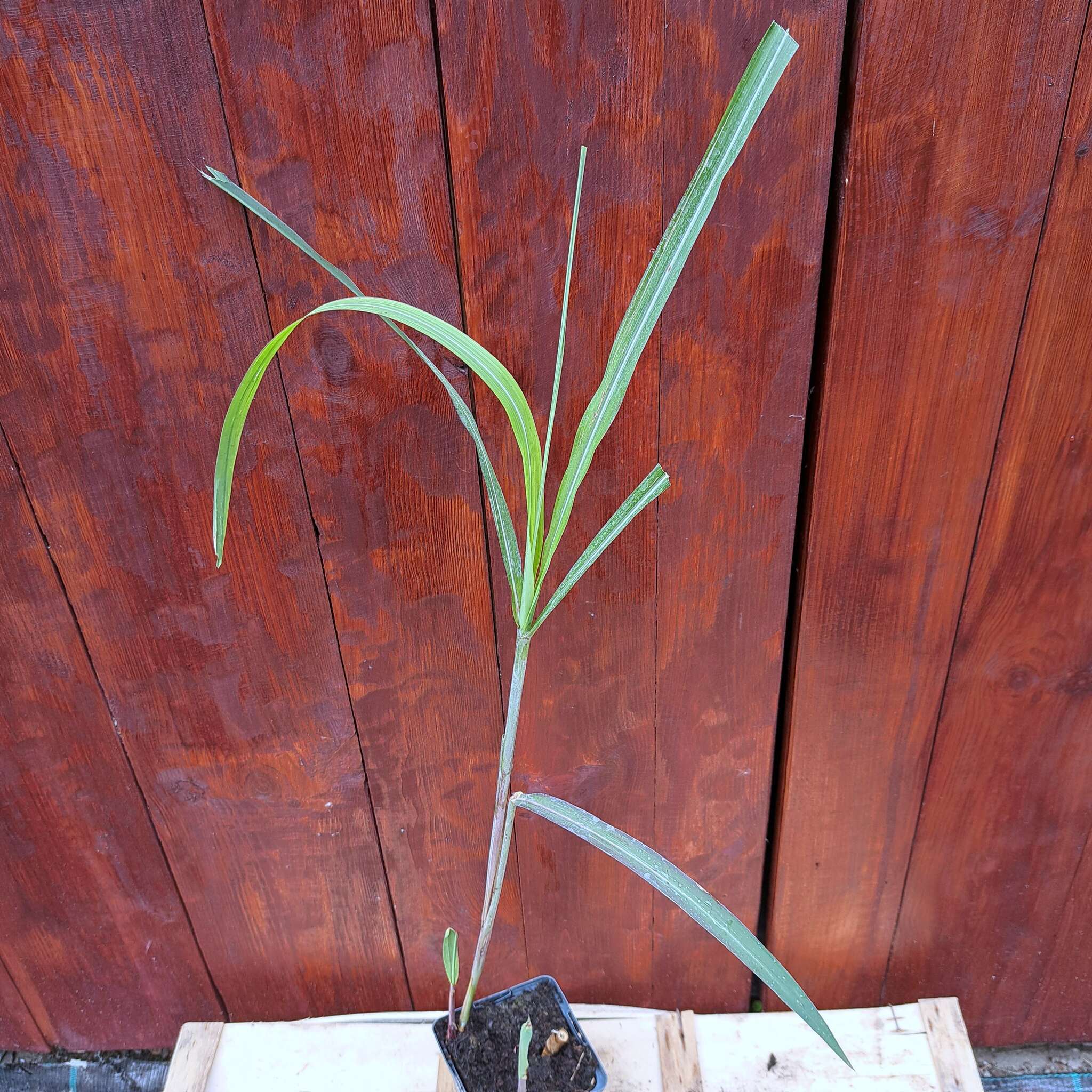 Miskant olbrzymi 'Meidl' P9 (17.07.2025) (1)_Easy-Resize.com Miskant olbrzymi 'Meidl'