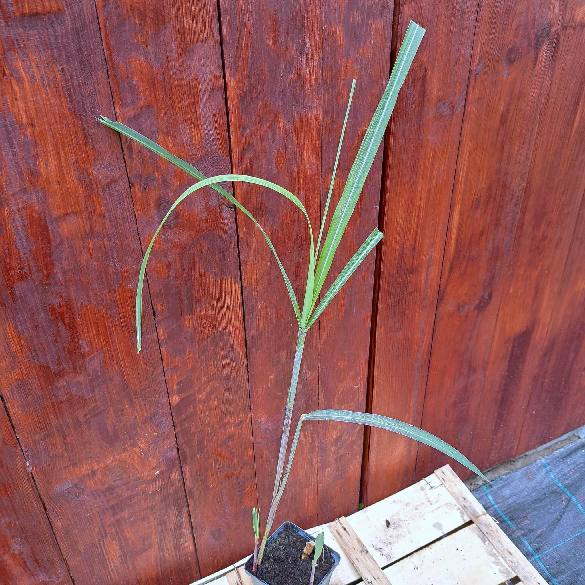 Miskant olbrzymi 'Meidl' P9 (17.07.2025) (2)_Easy-Resize.com Miskant olbrzymi 'Meidl'