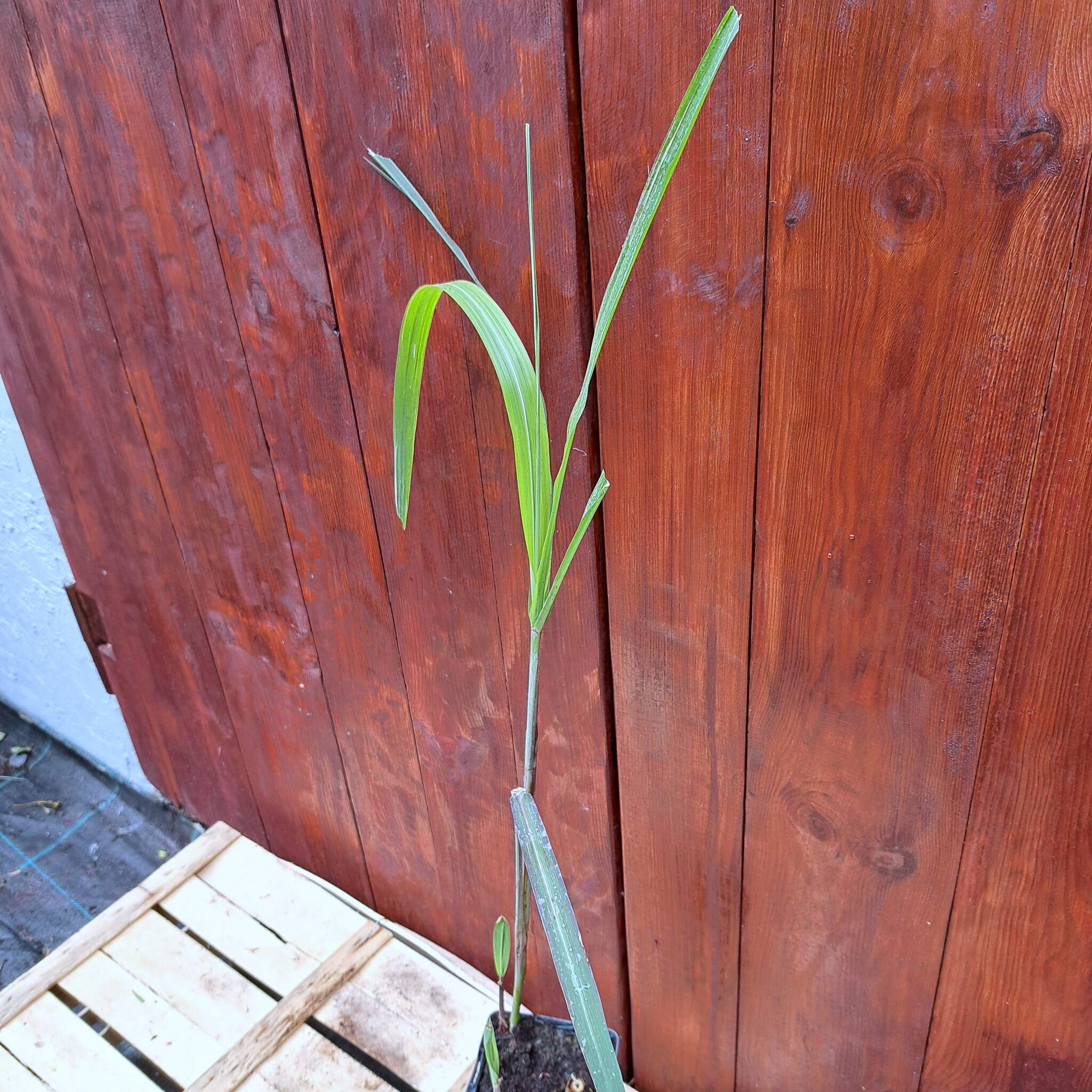 Miskant olbrzymi 'Meidl' P9 (17.07.2025) (3)_Easy-Resize.com Miskant olbrzymi 'Meidl'