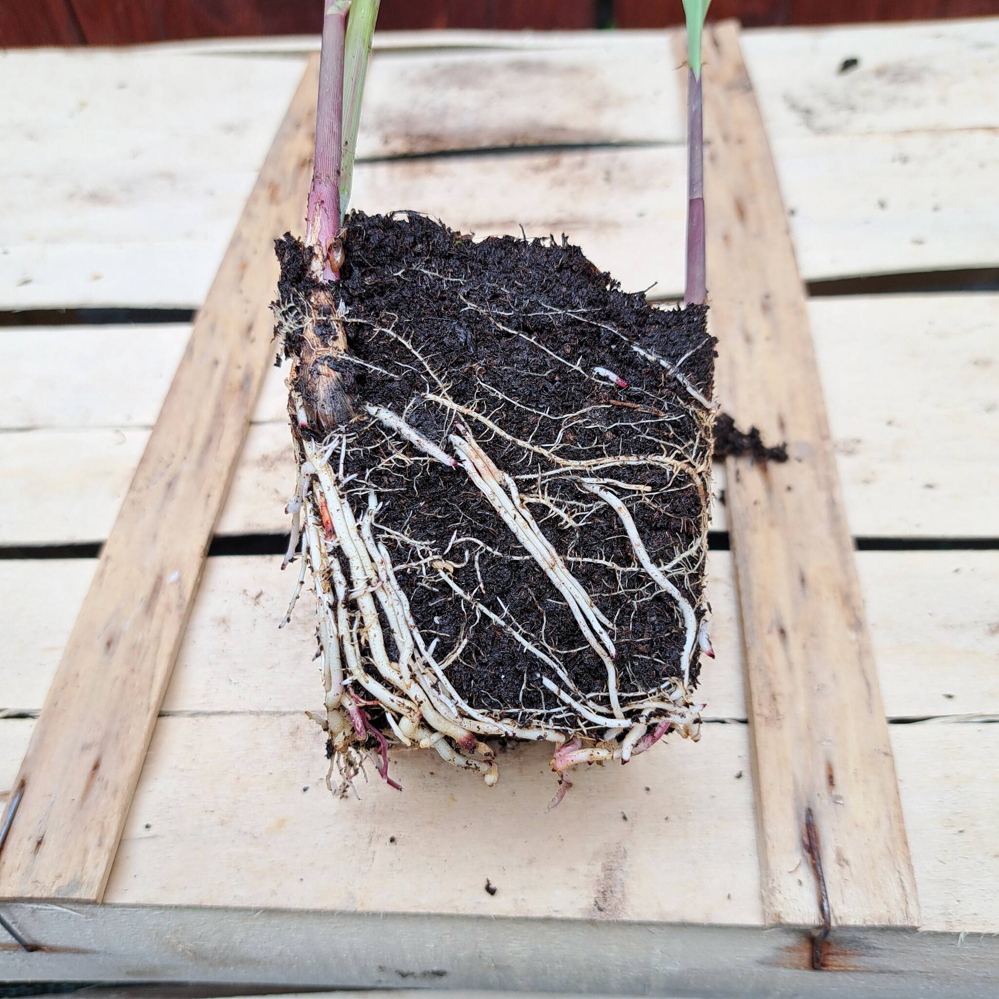 Miskant olbrzymi 'Meidl' P9 (17.07.2025) (4)_Easy-Resize.com Miskant olbrzymi 'Meidl'