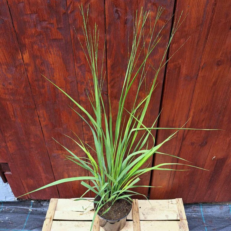 Trzęślica trzcinowata 'Transparent'