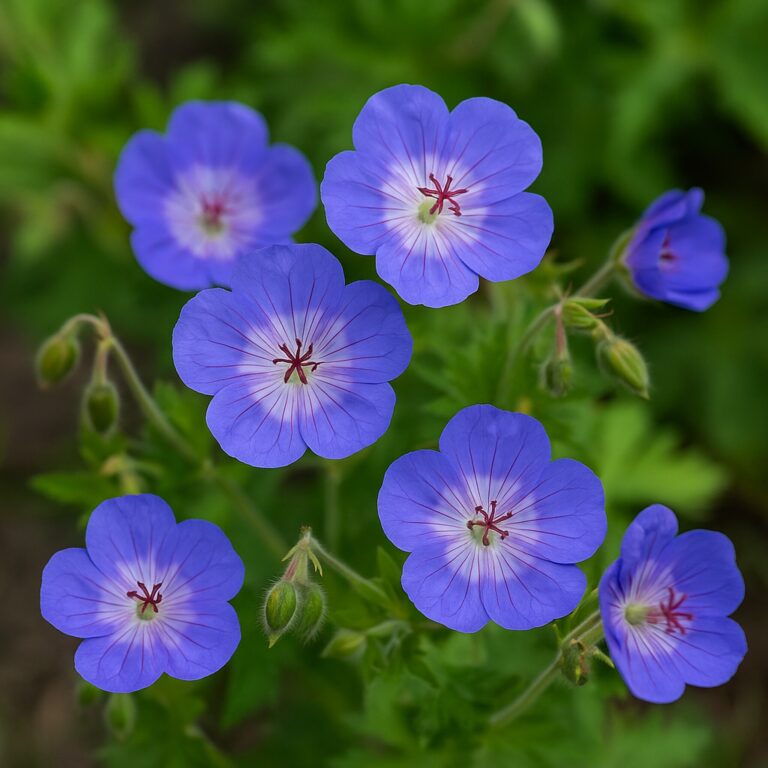 Bodziszek himalajski 'Baby Blue'