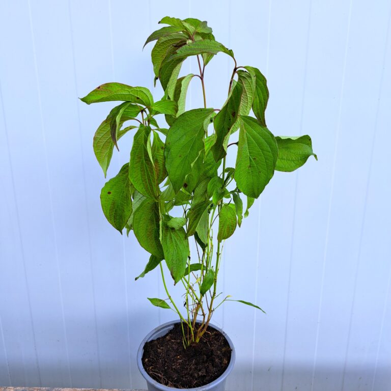 Dereń rozłogowy 'Kelseyi'