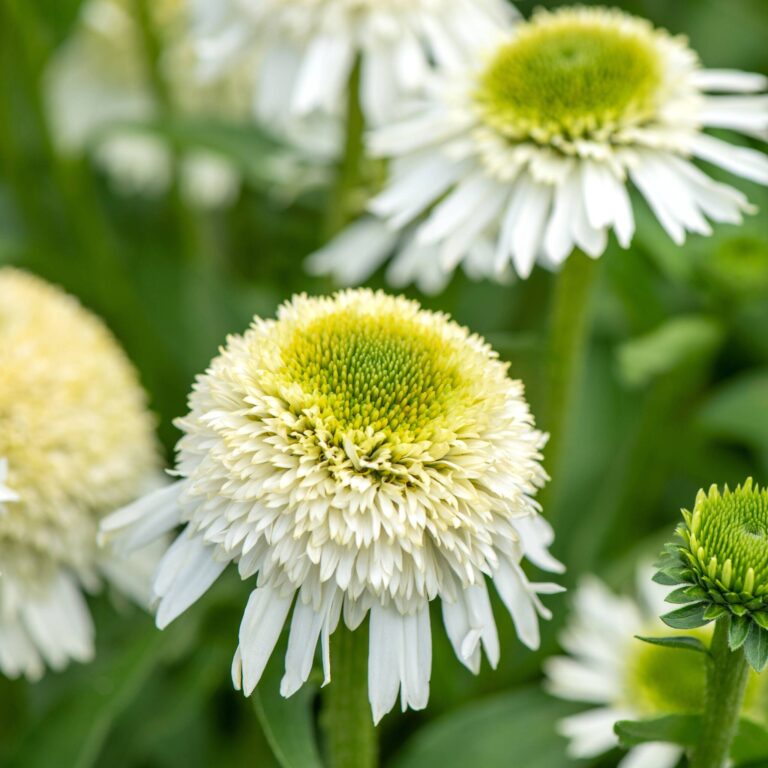 Jeżówka purpurowa 'Delicious Nougat'