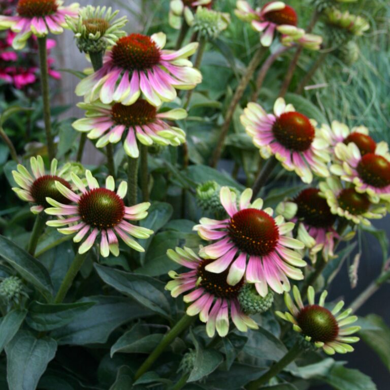 Jeżówka purpurowa 'Green Twister'