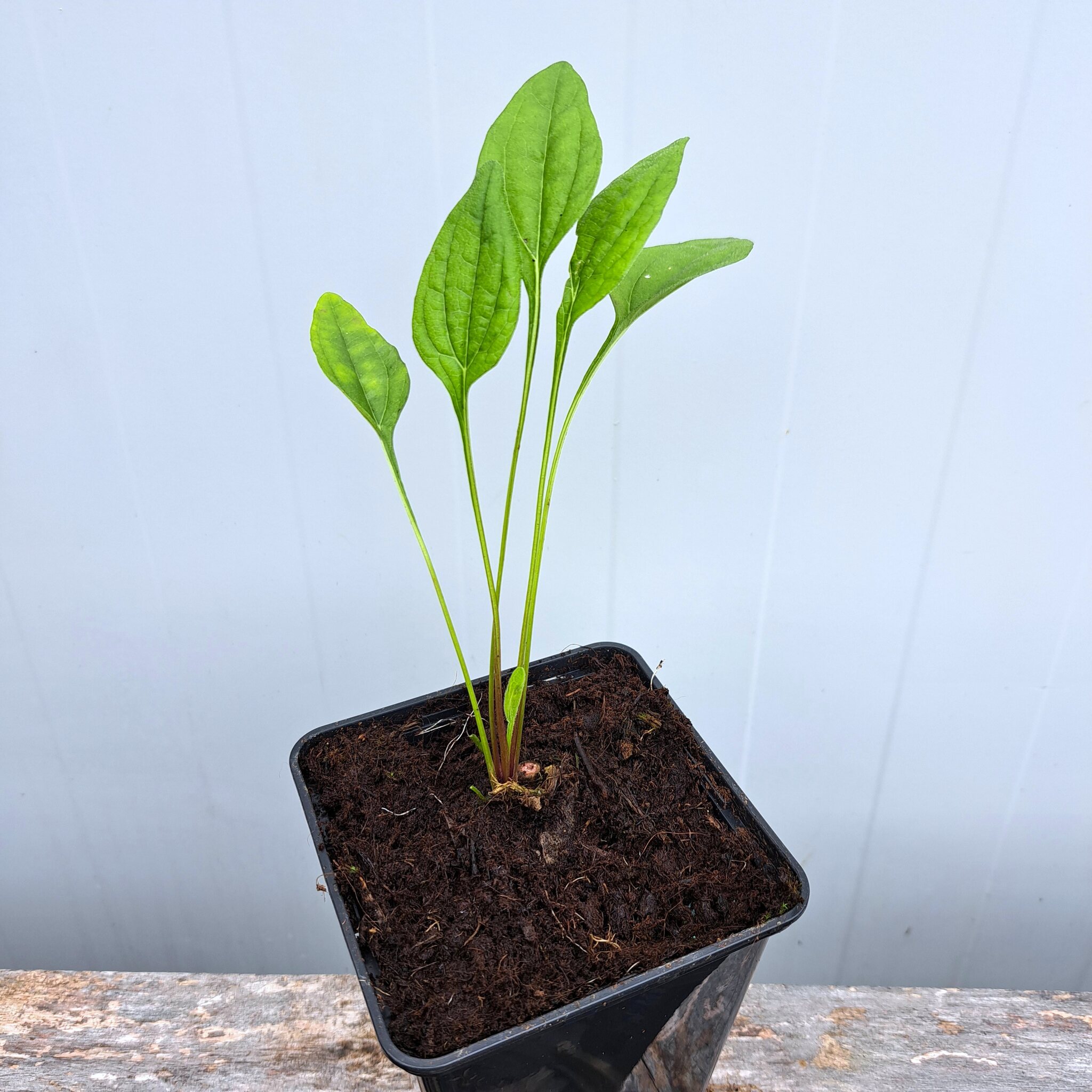 Jeżówka purpurowa 'Raspberry Truffle' P11 (08.09.2025) (1)_Easy-Resize.com Jeżówka purpurowa 'Raspberry Truffle'