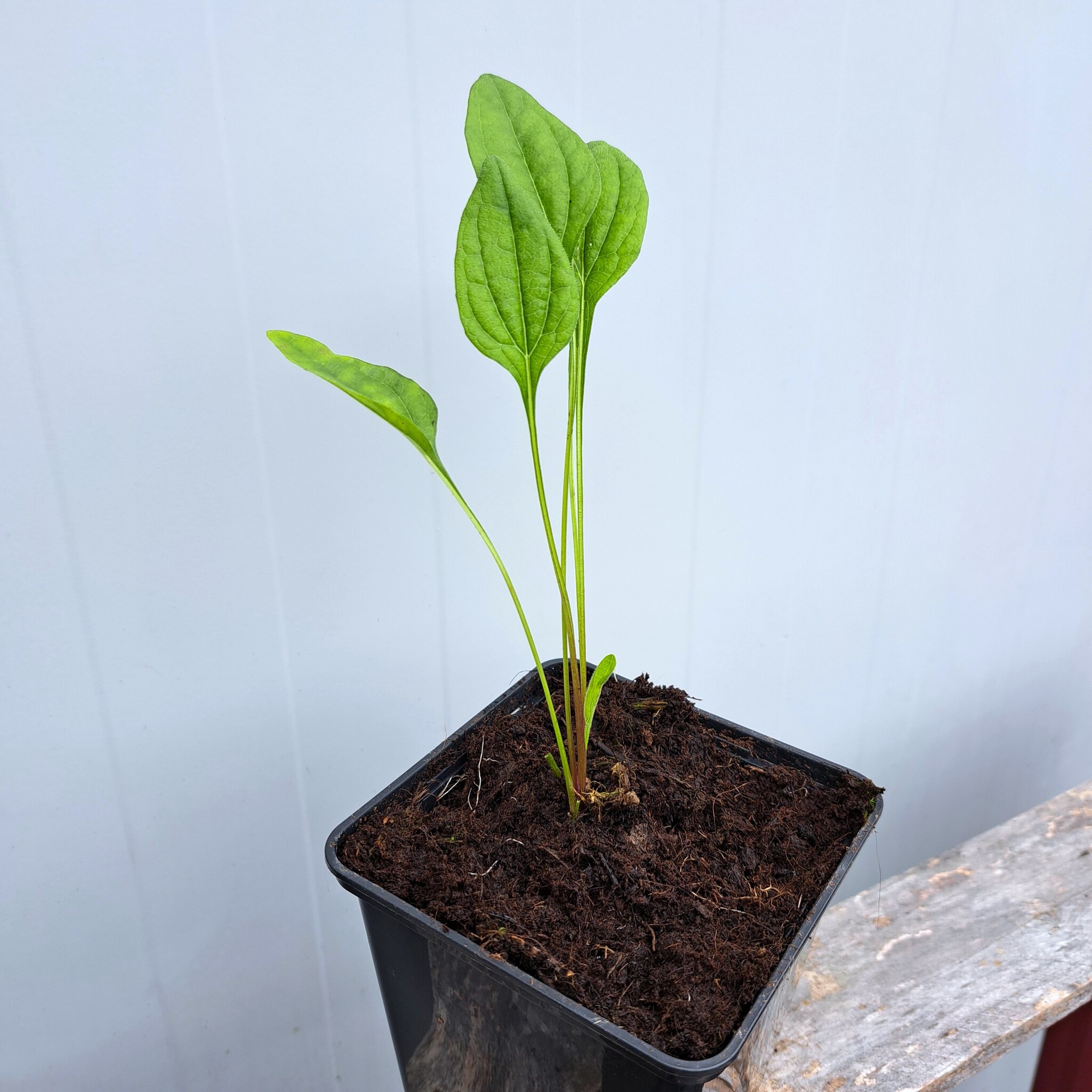 Jeżówka purpurowa 'Raspberry Truffle' P11 (08.09.2025) (2)_Easy-Resize.com