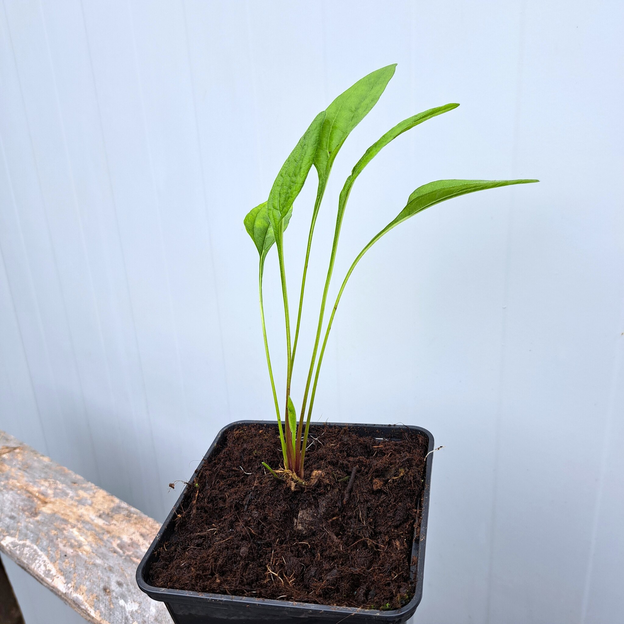 Jeżówka purpurowa 'Raspberry Truffle' P11 (08.09.2025) (3)_Easy-Resize.com Jeżówka purpurowa 'Raspberry Truffle'